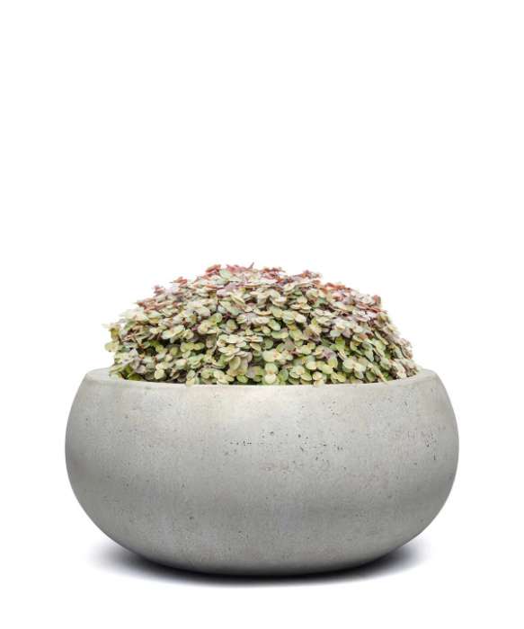 Bowl Concrete - Champagne Color - 2045